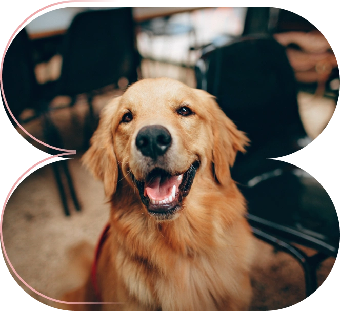 Cuidado Dental Veterinario