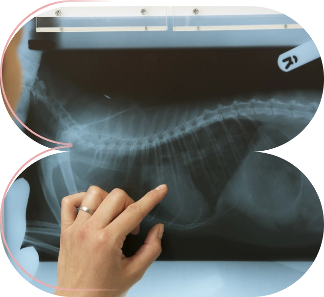 Diagnóstico y Tratamiento Veterinario