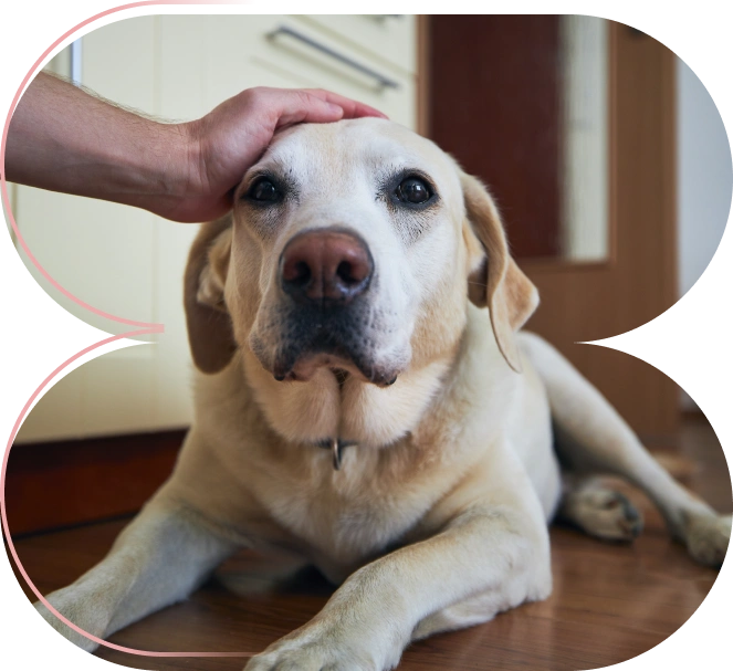Atención de Emergencia Veterinaria