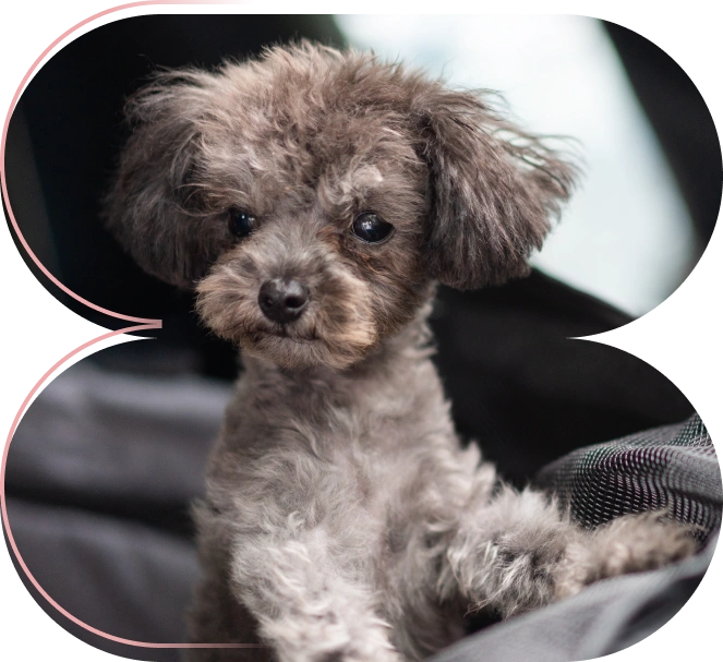 Grooming Para Mascotas