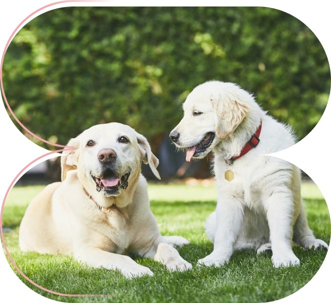 Planes Preventivos
