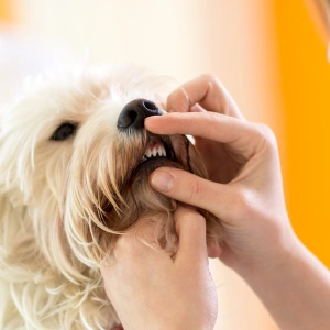 img-service-Dental