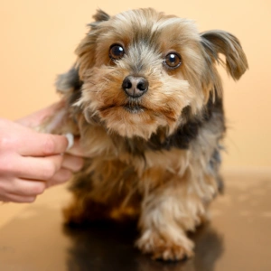 img-service-Grooming