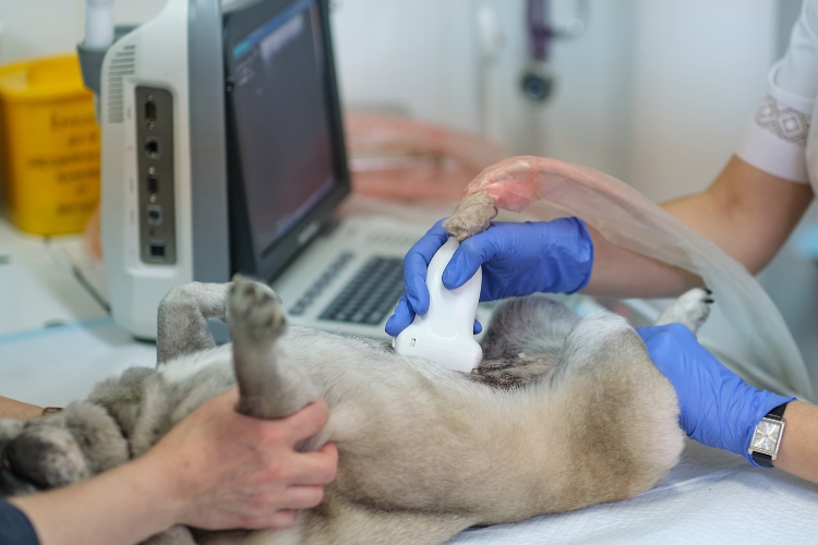 signos-tempranos-de-enfermedad-en-mascotas-y-por-que-es-importante-un-diagnostico-oportuno